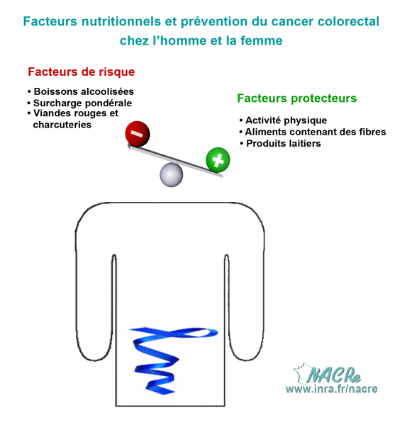 Facteurs nutritionnel Cancer colorectal dépistage 2016