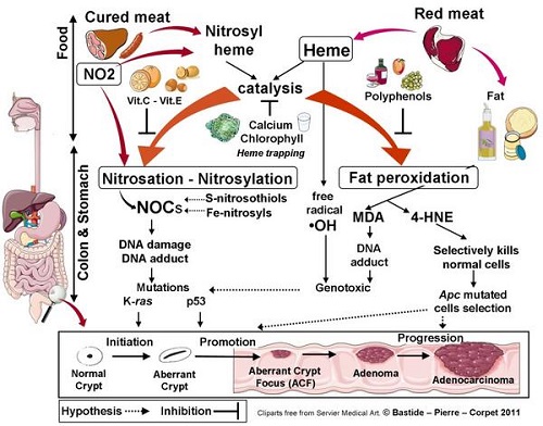 L’hème des viandes catalyse la peroxydation et la nitrosation.